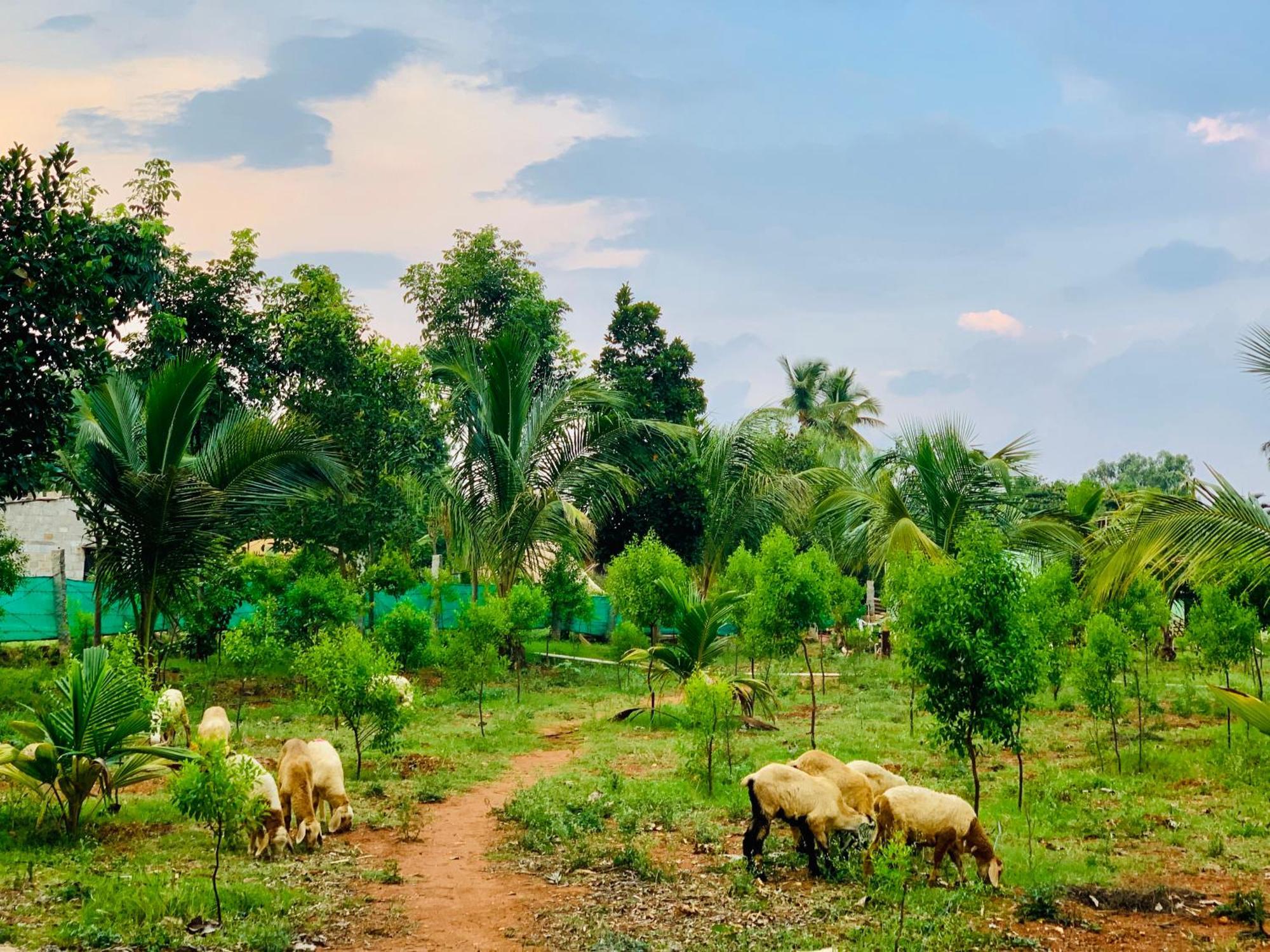 Eco Farm Bangalore Exterior foto